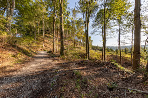 Gemeinde Hochburg-Ach Bezirk Braunau Wanghausen Weilhartsforst Forstweg  Heilbründl Heilbrünnl (Dirschl Johann) Österreich BR